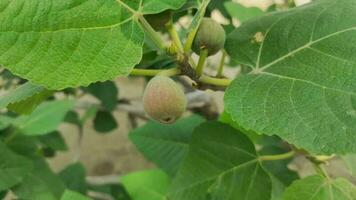 Fresh unripe fig fruit with leaves photo