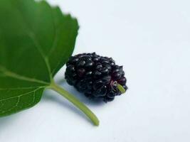 Black mulberry with green mulberry leaf photo