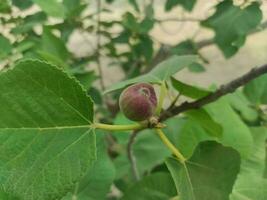 Reddish fig on fig tree photo
