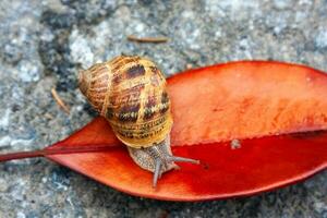 Snail crawling on a red leaf photo