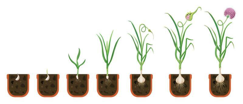 Garlic growth cycle. Growing bulbous vegetables in pot. The process of plant growth with development of fibrous root system.