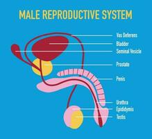 Illustration of Male Human Reproductive System Vector