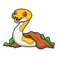 Cute albino pied reticulated python cartoon out from hole vector