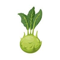 Cabbage turnip isolated Kohlrabi vegetable, leaves vector