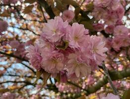 ramas de cerezo en flor, fondo floral natural, delicadas flores de color rosa claro iluminadas al sol frente al cielo azul en un soleado día de primavera, enfoque selectivo foto