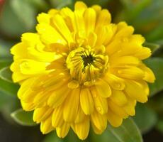 Calendula officinalis Flower photo