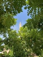 Natural trees flowers and garden photo