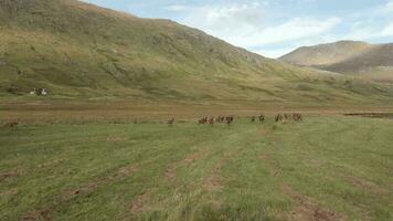 ein Herde von Hirsch Laufen durch das schottisch Hochland video