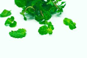 Mint leaves isolated on white background photo