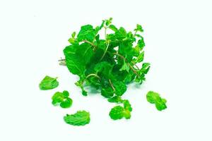 Mint leaves isolated on white background photo