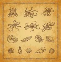 Octopus, coral and shellfish mollusc sketches vector