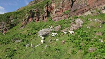 Wild Saanen Goats Grazing on a Mountain video
