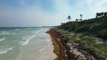 strand i mexico täckt i gulfweed tång förstöra de skön sandig stränder video