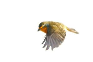Robin en vuelo, aislado, recortado para edición. pájaro cantor con blanco naranja plumaje foto