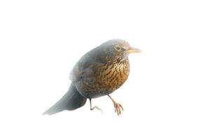 Bird thrush cropped. To use composing. Isolated animal. Brown feathers. Animal photo