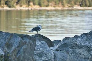 Gaviota en pie en un rock por el fiordo en Noruega. ave marina en Escandinavia. paisaje foto