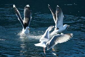 Seagulls fight over food in Norway. Water drops splash. Feeding envy among seabirds photo