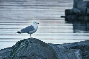 Gaviota en pie en un rock por el fiordo en Noruega. ave marina en Escandinavia. paisaje foto