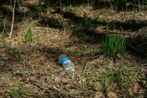 basura en el bosque. el plastico botella debajo el arboles en el bosque. ecológico problemas foto