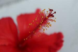 Red hibiscus flower with green leaves in the garden. photo