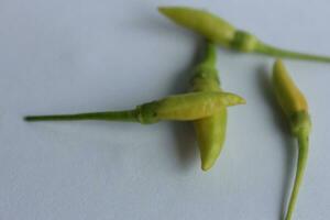 Green chili pepper on a white background photo