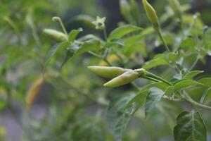 Green chili pepper on a white background photo