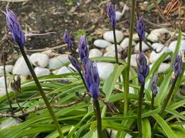 Bunch group of bluebell buds ready to bloom photo