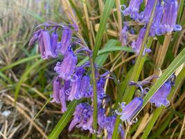 Floral Bluebells in the garden photo