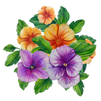 colorful pansies watercolor illustration png