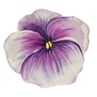 pensée fleur illustration png