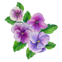 pansies purple watercolor illustration png