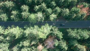 Bird's Eye View of a Car On a Journey Through a Forest Road video