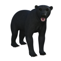 schwarz Bär Jungtier isoliert 3d Rendern png