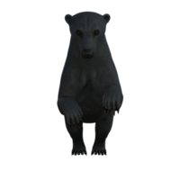 Black Bear cub isolated 3d rendering png