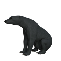 Black Bear cub isolated 3d rendering png
