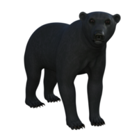 schwarz Bär Jungtier isoliert 3d Rendern png