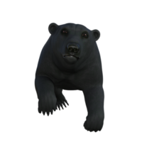 schwarz Bär Jungtier isoliert 3d Rendern png