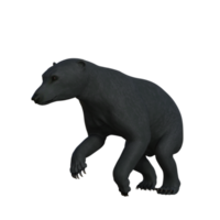 Black Bear cub isolated 3d rendering png