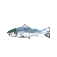 fish isolated 3d rendering png
