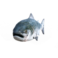 fisk isolerat 3d tolkning png