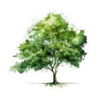 Watercolor green tree cutout png