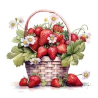 Watercolor strawberries in basket. Illustration png