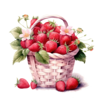 Watercolor strawberries in basket. Illustration png