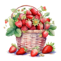 Watercolor strawberries in basket. Illustration png