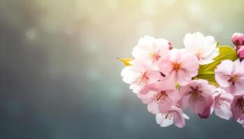 Sakura flowers or Cherry blossoms in full bloom on a pink background and backdrop, copy space for text, good as banner and wallpaper, season greetings, and other design material. photo