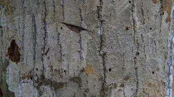 Outer skin of the tree wood texture pattern and background. photo