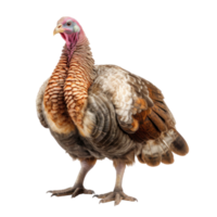 Turkey bird cutout png