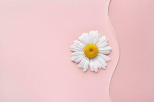 Empty round petri dish, wavy glass slide and chamomile flower on pink background. Mockup for cosmetic or scientific product sample. Minimal natural science concept photo