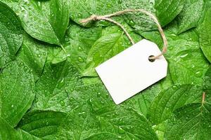 Blank tag on green leaf in raindrops. Sustainable lifestyle. Plastic free concept photo
