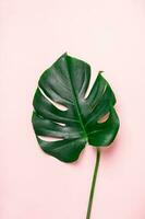 Monstera leaf on a pink background. Summer exotic minimalistic background photo